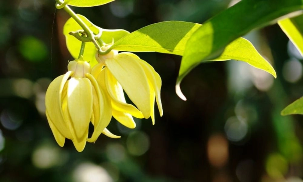 Hình ảnh hoa móng rồng đẹp như tranh