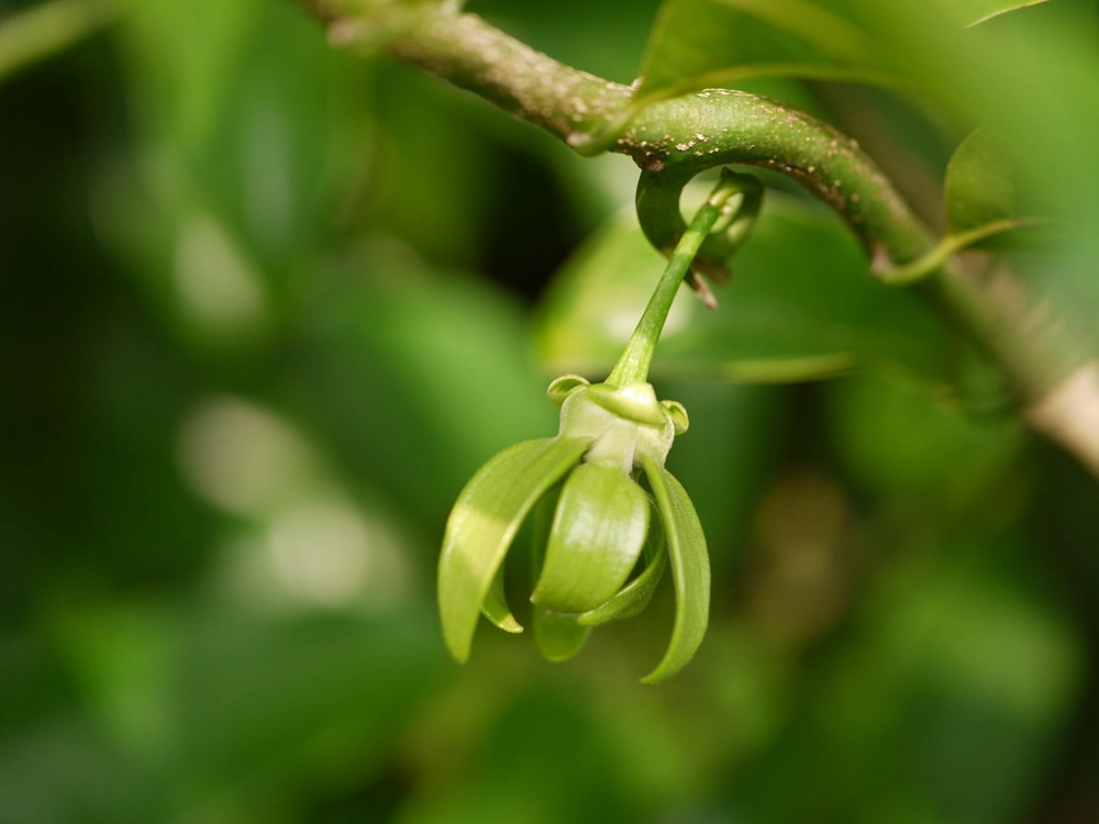 Bông hoa móng rồng rực màu huyền bí