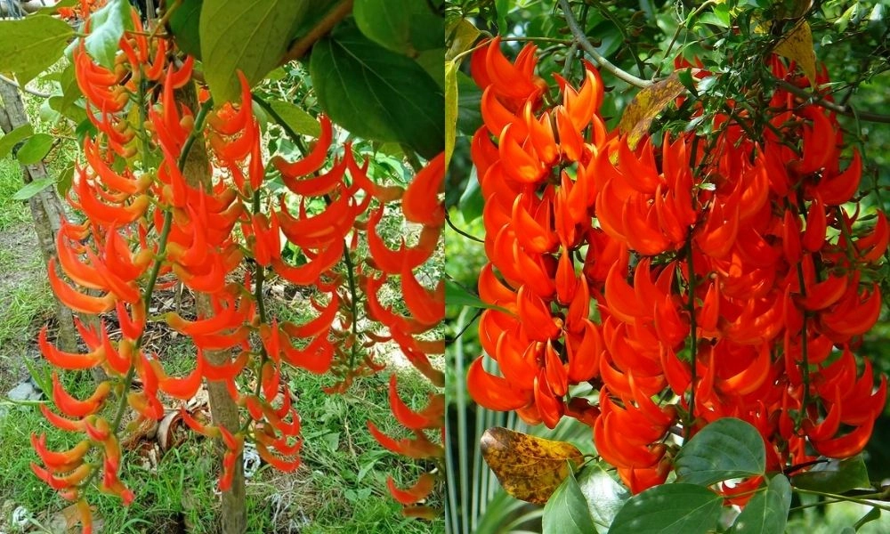 Cây hoa móng rồng leo tỏa sắc mỗi sớm