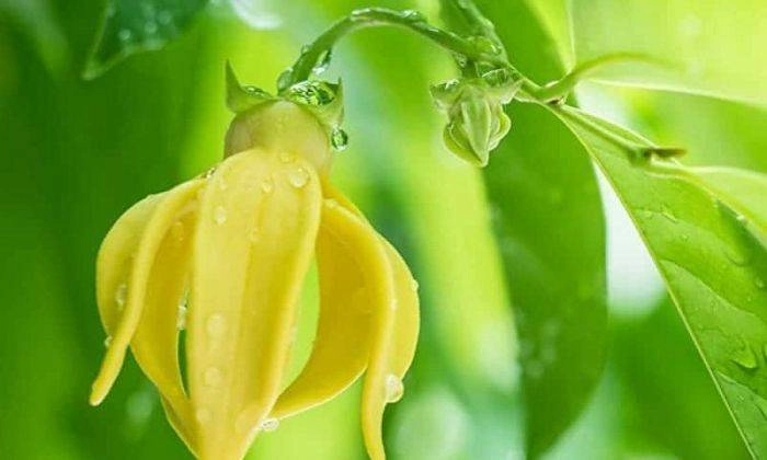 Hoa móng rồng là loài cây gì bí ẩn