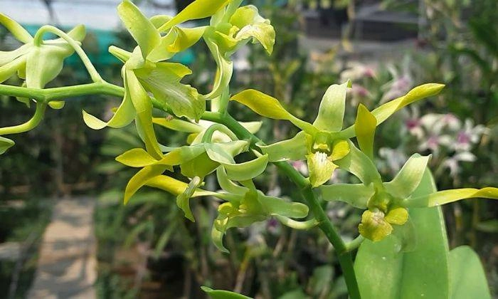 Hoa móng rồng thơm ngát gây nhớ nhung