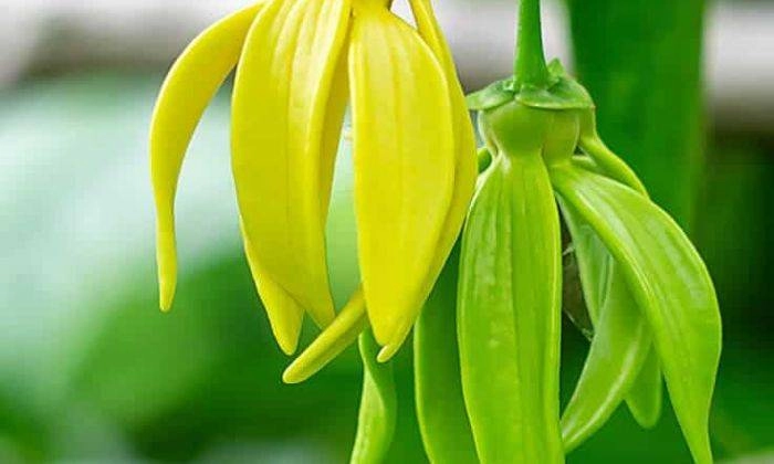 Quả cây hoa móng rồng có hình dạng lạ