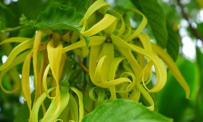 Bán cây hoa móng rồng tại nhà vườn uy tín