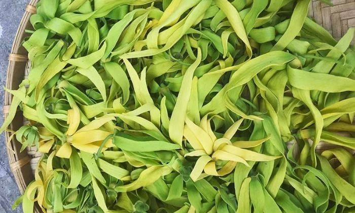Cây hoa móng rồng cổ thụ gợi cảm hứng