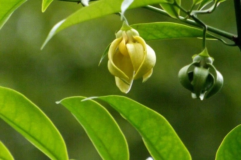 Cây hoa móng rồng hợp mệnh gì phong thủy