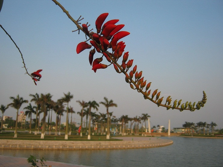 Hoa móng rồng bụ bẫm lạ lùng khó quên