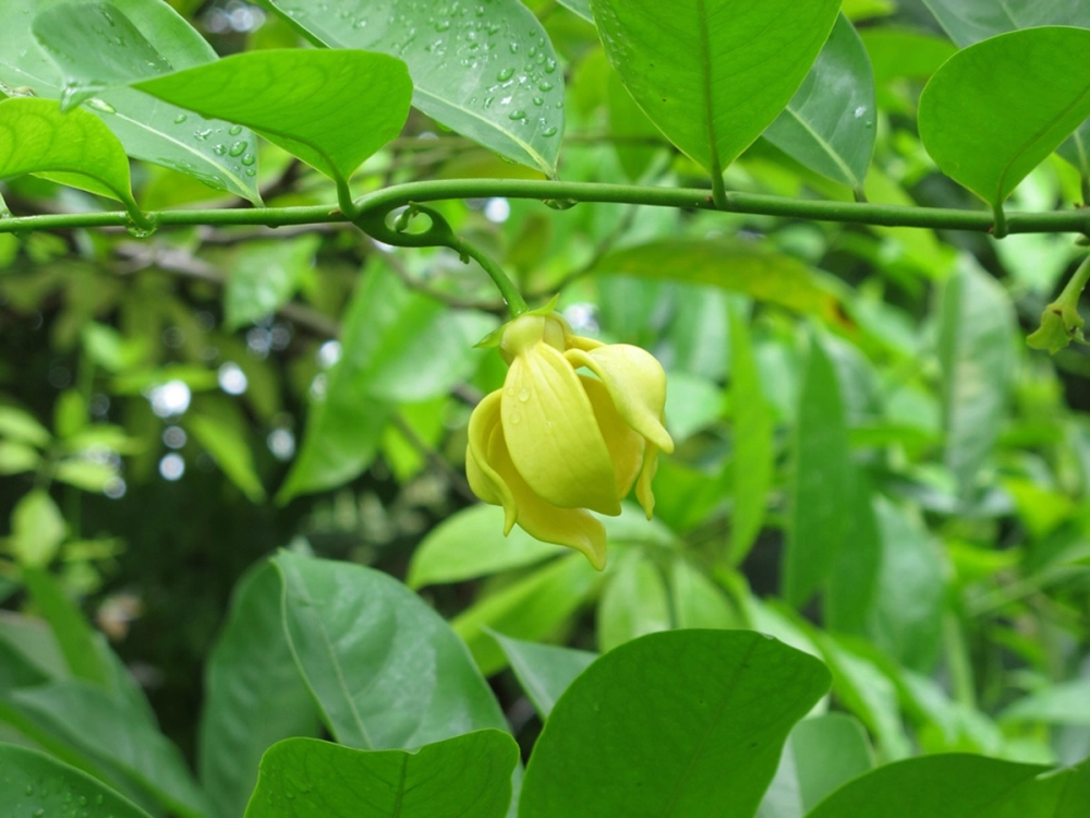Hoa móng rồng nở mùa nào đẹp nhất