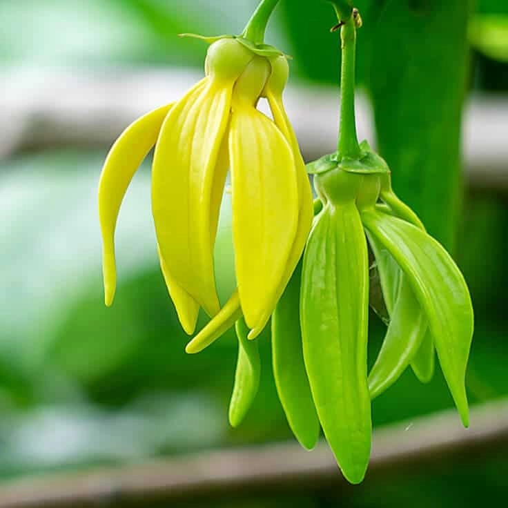 Hoa móng rồng ra hoa mùa nào đặc trưng