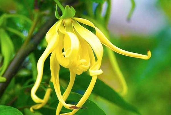Hoa móng rồng thân leo rực sắc đón gió