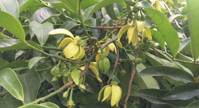 Hoa móng rồng tím mang sắc mộng mơ