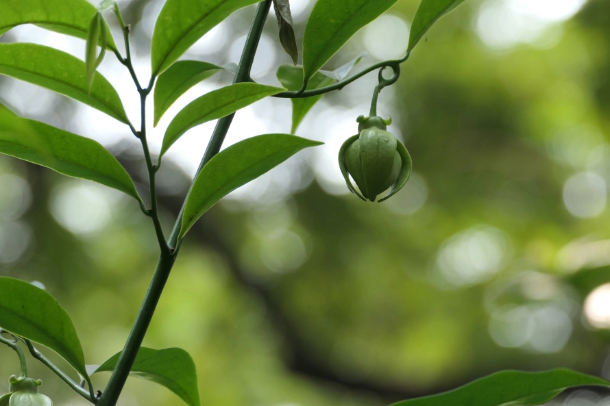 Tên gọi khác của hoa móng rồng là gì