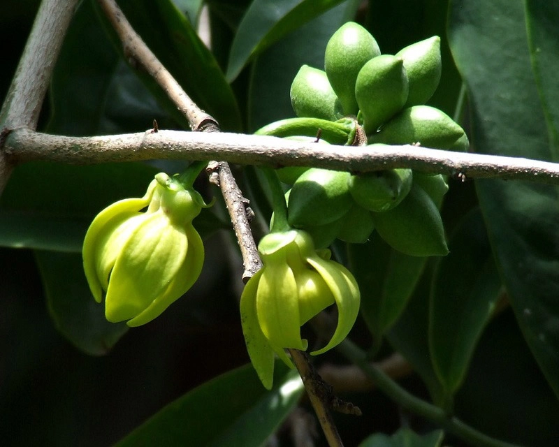 Ý nghĩa hoa móng rồng trong tình yêu