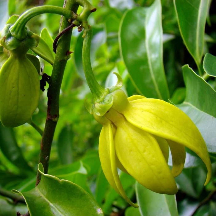 Cây hoa móng rồng thân gỗ cứng cáp