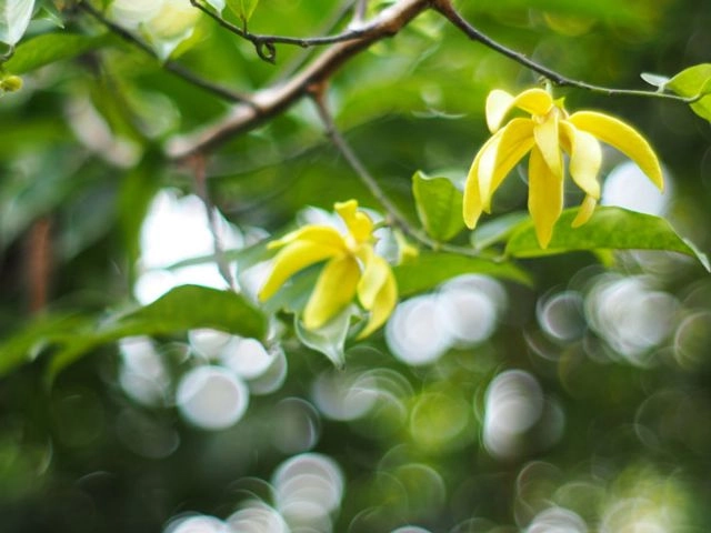 Cây hoa móng rồng đỏ thắm như máu