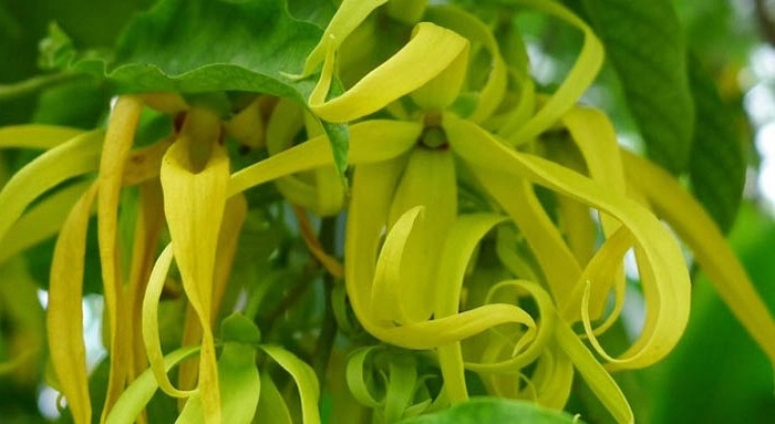 Giá cây hoa móng rồng thị trường hiện nay
