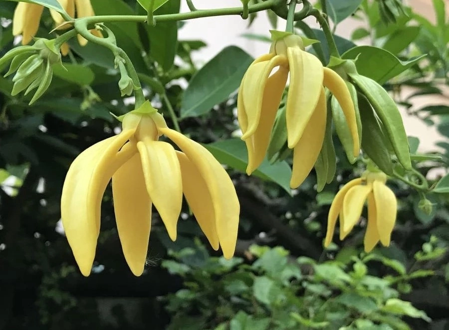 Hoa móng rồng thân gỗ vươn cao mạnh mẽ