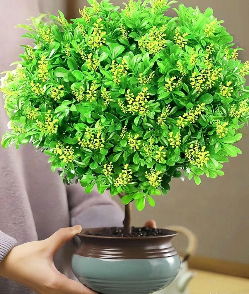 Cách sử dụng Cây hoa ngâu bonsai được tạo dáng rất đẹphoa ngâu thường là ướp trà