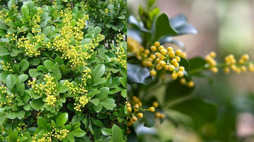 Hoa ngâu nở tháng mấy, khoảng tháng 5 đến 8