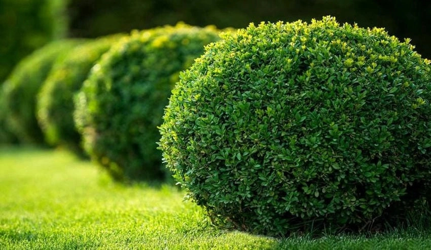 Công dụng của hoa ngâu là giúp ngủ ngon
