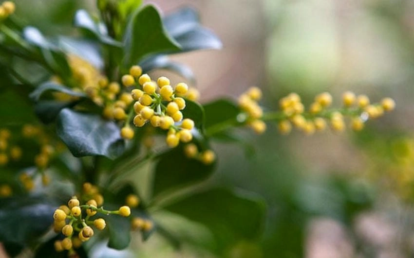 Vườn hoa ngâu rực rỡ giữa chiều tháng sáu