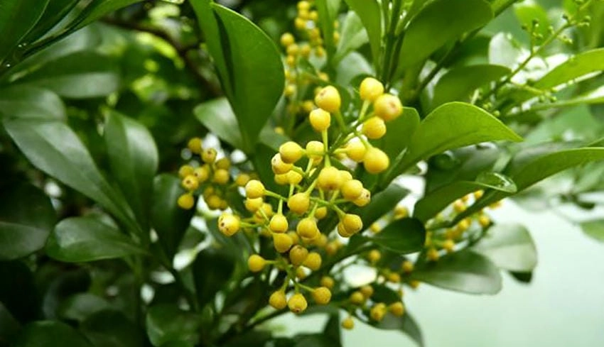 Hình ảnh cây hoa ngâu xanh mát sân nhà