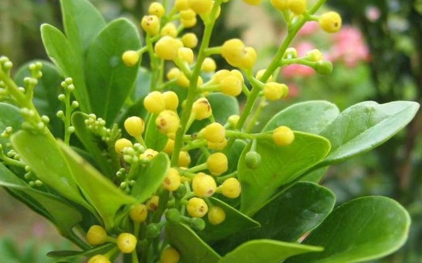 Hoa ngâu nở vào mùa nào, mùa hè mưa nhẹ
