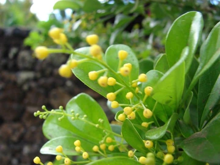 Hoa ngâu là gì, là loài hoa truyền thống