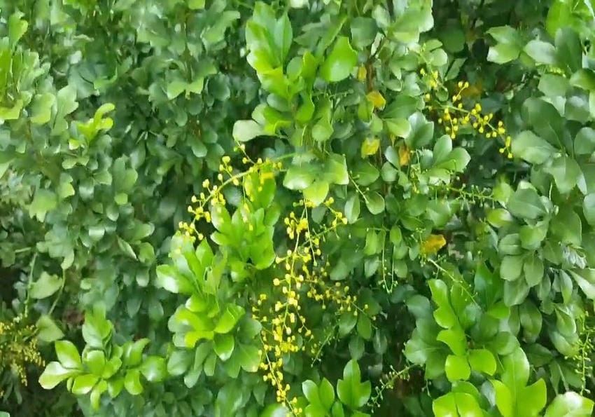 Hoa ngâu có thơm không, có mùi rất nhẹ