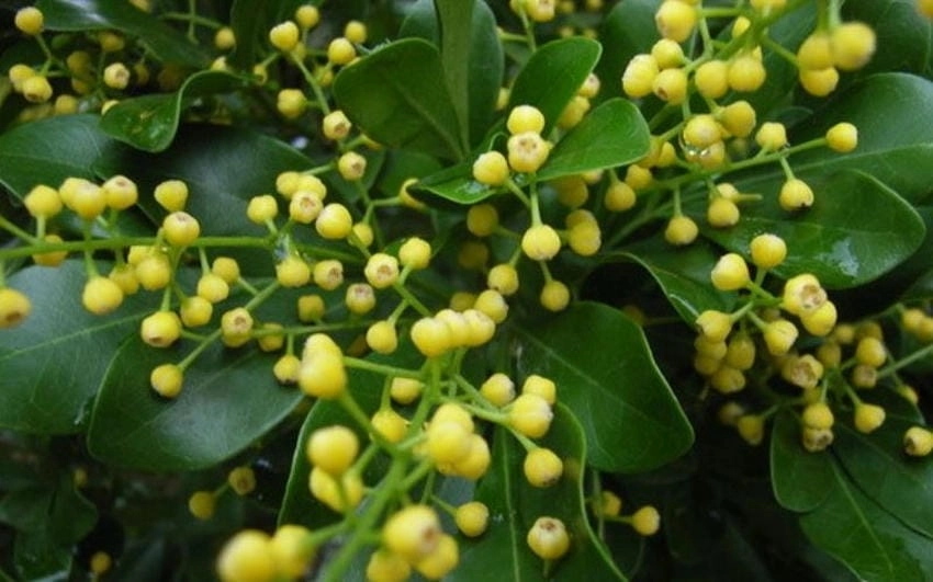 Cây hoa ngâu có tác dụng làm dịu tâm trí