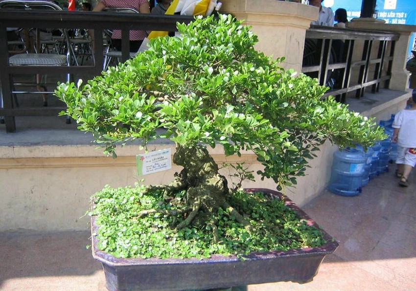Cách sử dụng hoa ngâu thường là ướp trà