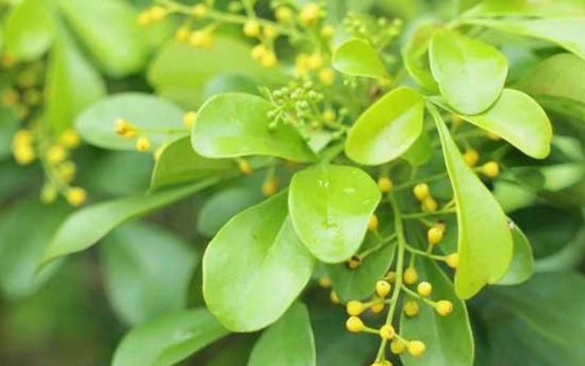 Bán cây hoa ngâu tại các nhà vườn uy tín