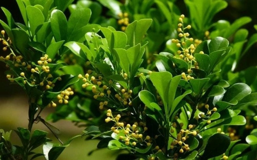 Bán hoa ngâu ướp trà tại chợ quê xưa