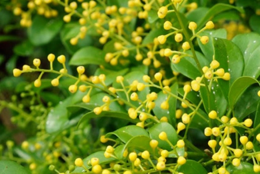 Bông hoa ngâu nhỏ li ti vàng như nắng nhẹ