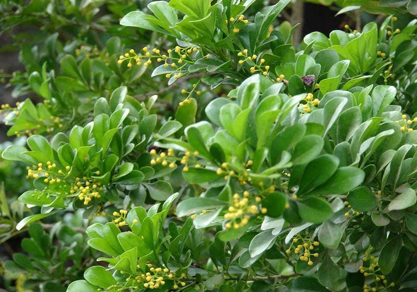 Cây hoa ngâu như thế nào, xanh lá dày tán