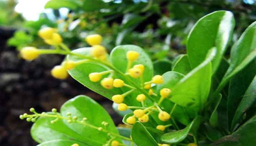 Hoa của cây ngâu mọc thành từng chùm nhỏ