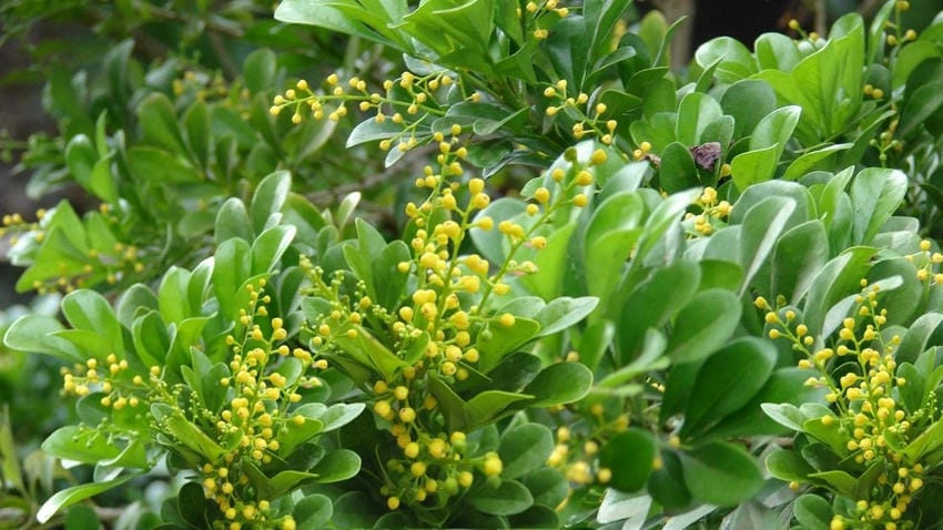 Hoa ngâu rụng như cơn mưa vàng đầu ngõ