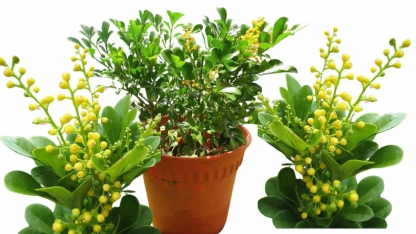 Mùi hoa ngâu thoảng qua làm lòng bâng khuâng