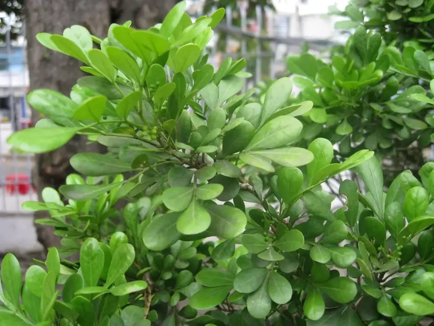 Cây hoa ngâu vàng rực rỡ dưới nắng sớm