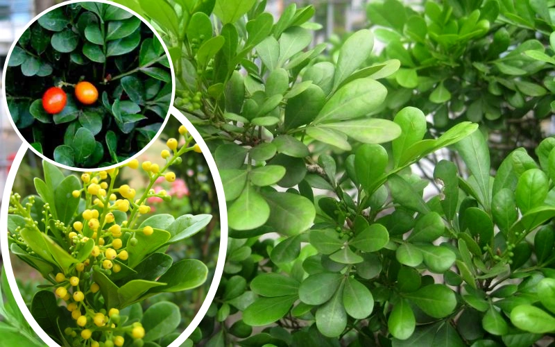 Cây hoa ngâu tỏa hương thơm ngát sân vườn