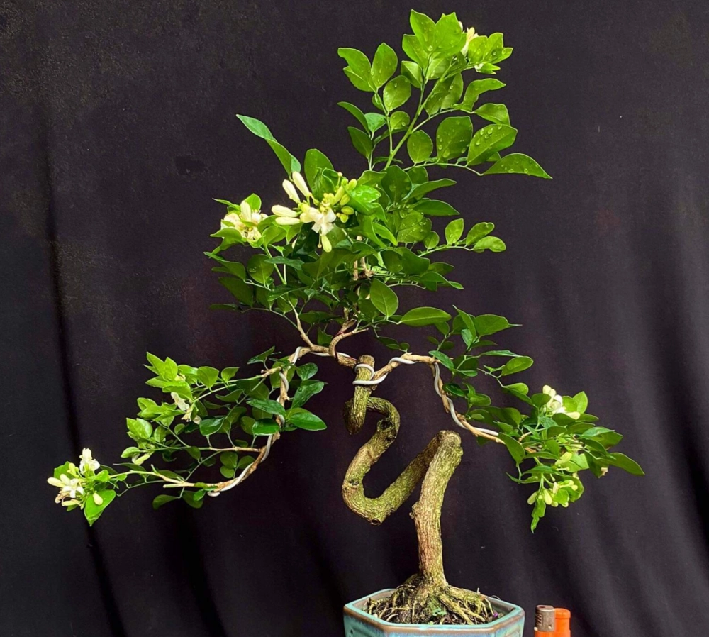 Ảnh hoa nguyệt quế gợi sự tinh tế và may