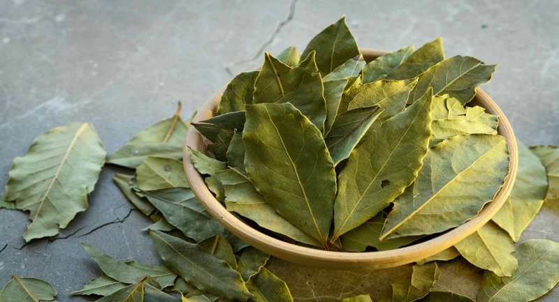 Cách chăm hoa nguyệt quế nên tưới nước đều sáng