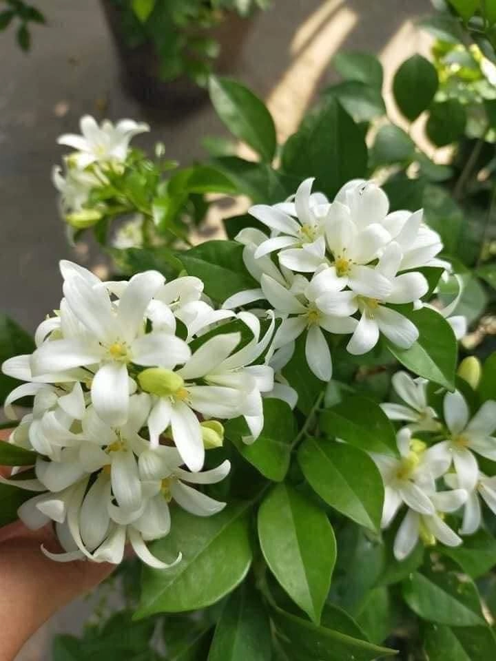 Hoa nguyệt quế có mấy màu, chủ yếu màu trắng