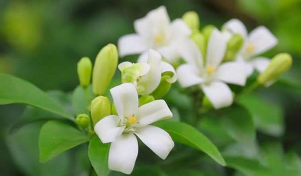Hoa nguyệt quế nở trắng tinh khôi trong sương sớm
