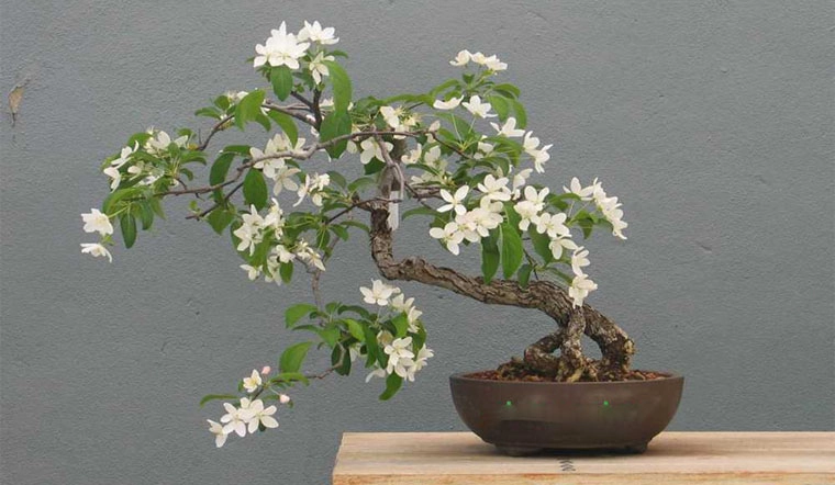 Cây hoa nguyệt quế được dùng nhiều trong lễ tết