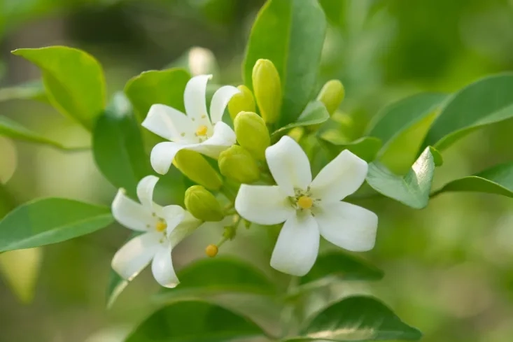 Hoa nguyệt quế nở rộ mang hương thơm dịu nhẹ