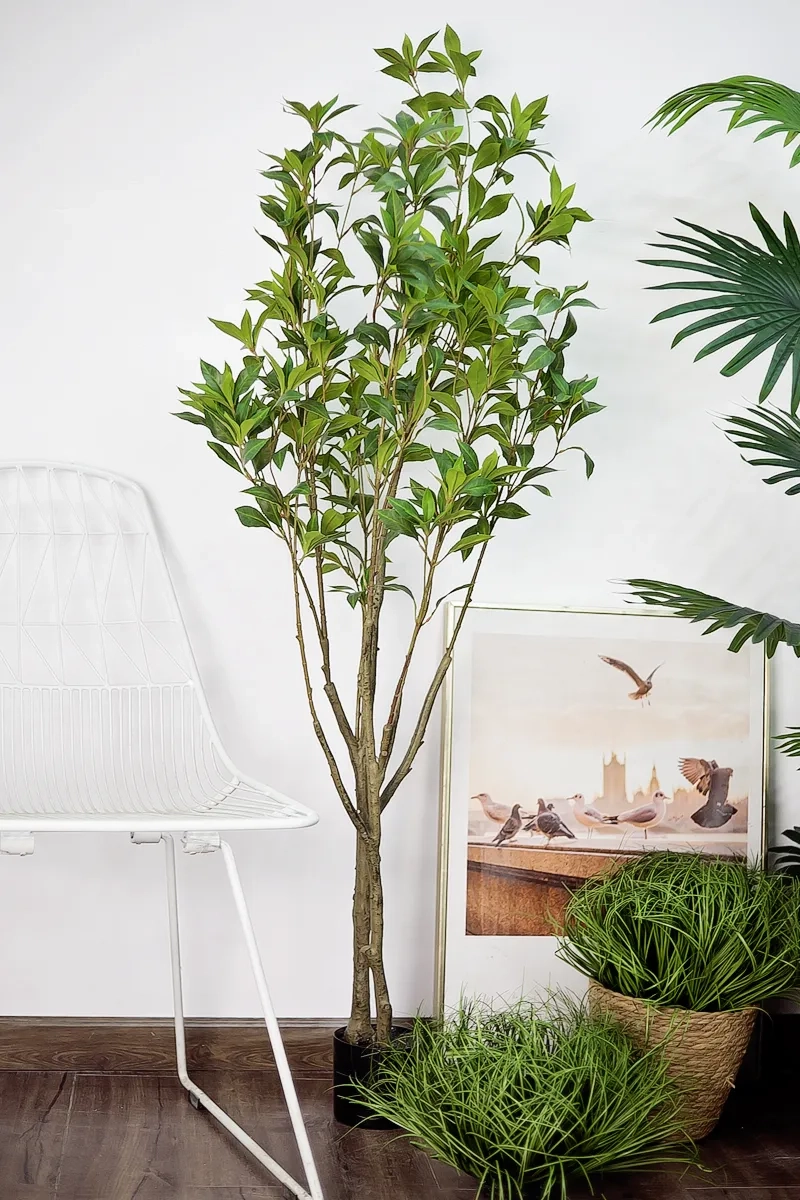 Hoa nguyệt quế thơm thoang thoảng dễ chịu thư thái