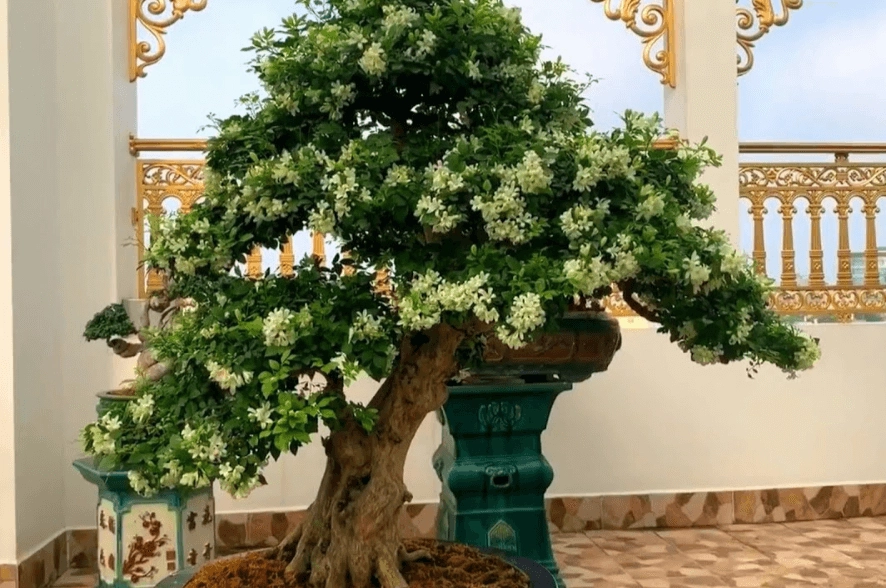 Hoa nguyệt quế tượng trưng vinh quang trong thể thao