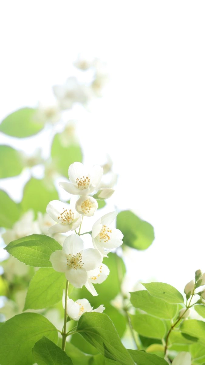 Hình nền trắng đẹp cho iPhone làm sáng cả màn hình