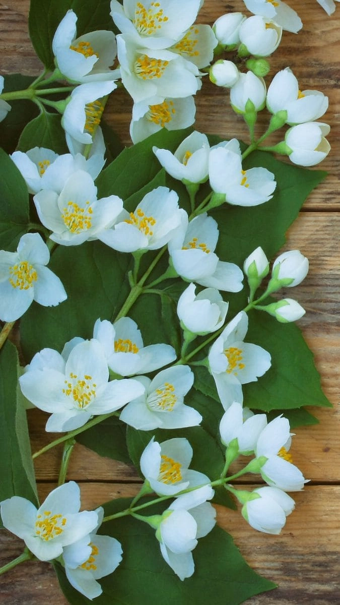 Hình nền iPhone trắng tinh khôi, nhẹ nhàng và thanh lịch