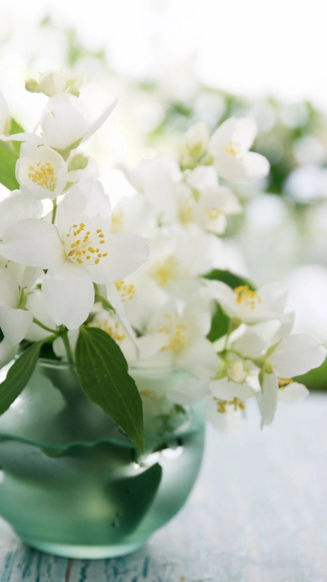 Avatar màu trắng dịu nhẹ như làn gió đầu mùa thu